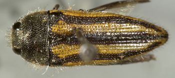 Media type: image;   Entomology 24420 Aspect: habitus dorsal view
